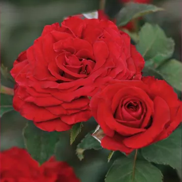 Trandafir floribunda Red Wanderer ® la ghiveci 3L