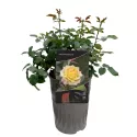 Trandafir teahibrid Yellow Wonder ® la ghiveci 3L