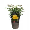 Trandafir floribunda Arthur Bell ® la ghiveci 3L