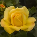 Trandafir floribunda Arthur Bell ® la ghiveci 3L