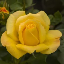 Trandafir floribunda Arthur Bell ® la ghiveci 3L