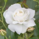 Trandafir floribunda Kristall Perle ® la ghiveci 3L