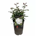 Trandafir floribunda Kristall Perle ® la ghiveci 3L