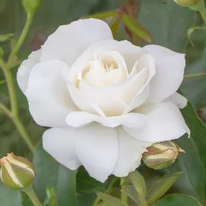 Trandafir floribunda Kristall Perle ® la ghiveci 3L