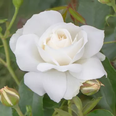 Trandafir floribunda Kristall Perle ® la ghiveci 3L