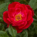 Trandafir floribunda Little Buckaroo ® la ghiveci 3L