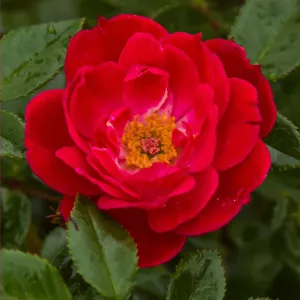Trandafir floribunda Little Buckaroo ® la ghiveci 3L