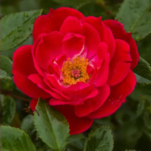 Trandafir floribunda Little Buckaroo ® la ghiveci 3L