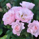 Trandafir floribunda Pink Ruf ® la ghiveci 3L