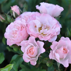 Trandafir floribunda Pink Ruf ® la ghiveci 3L