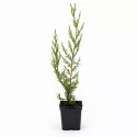 Chiparos leyland (Cupressocyparis leylandii) 50-60 cm, la ghiveci