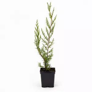 Chiparos leyland (Cupressocyparis leylandii) 50-60 cm, la ghiveci