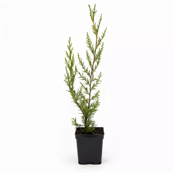 Chiparos leyland (Cupressocyparis leylandii) 50-60 cm, la ghiveci