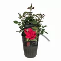 Trandafir urcător The Prince's Trust ® la ghiveci 3L