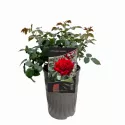 Trandafir teahibrid Schwarzer Schwan ® la ghiveci 3L
