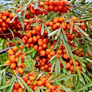 Cătină autofertilă Friesdorfer Orange