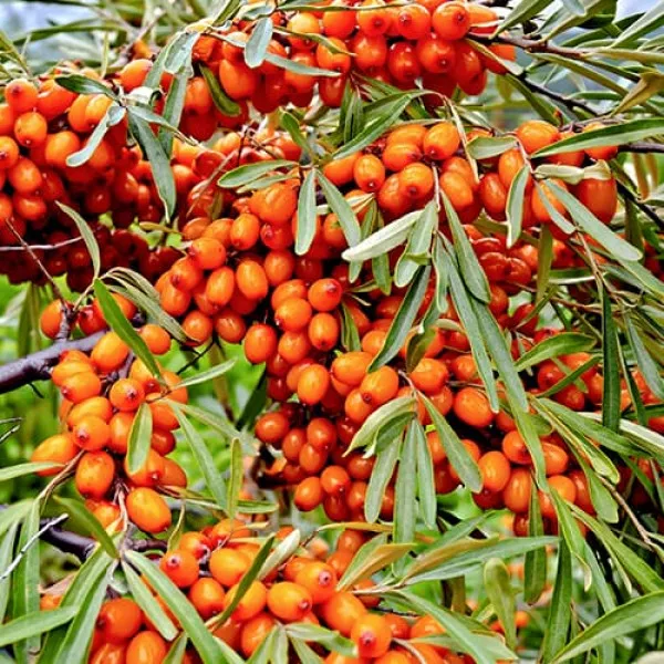 Cătină autofertilă Friesdorfer Orange