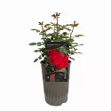 Trandafir pitic Raspberry Royale ® la ghiveci 3L