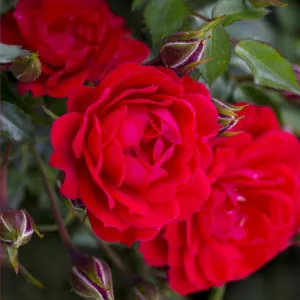 Trandafir pitic Raspberry Royale ® la ghiveci 3L
