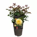 Trandafir urcător Golden Climber ® la ghiveci 3L