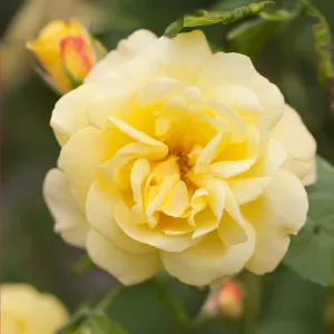 Trandafir urcător Golden Climber ® la ghiveci 3L