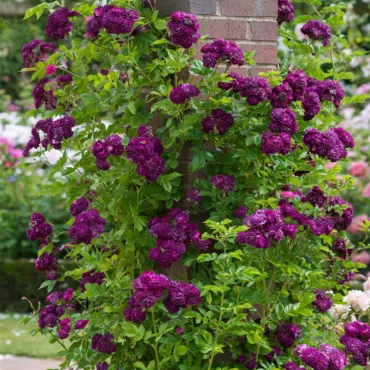 Trandafir urcător Violet