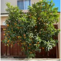 Kumquat (Citrus japonica)