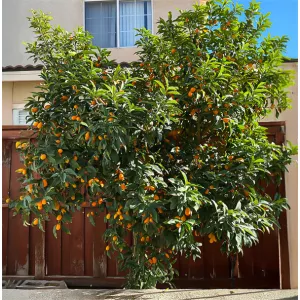 Kumquat (Citrus japonica)