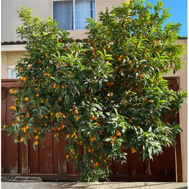 Kumquat (Citrus japonica)