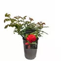 Trandafir teahibrid Dame de Coeur la ghiveci 3L