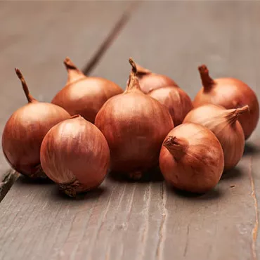 Arpagic de ceapă șalotă Biztro