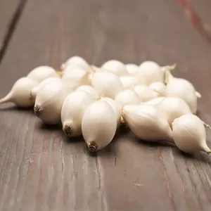 Arpagic de ceapă albă de iarnă Snowball