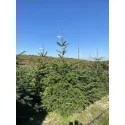 Brad de Crăciun tăiat (Abies Normandianna), 160-210 cm