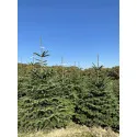 Brad de Crăciun tăiat (Abies Normandianna), 160-210 cm