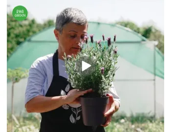 Plantarea pe timp de vară: ce plante alegi pentru rezultate bune