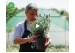 Plantarea pe timp de vară: ce plante al...