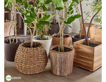 AquaStick SUStee: Inovația japoneză care te ajută să previi supraudarea și deshidratarea plantelor