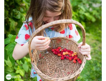Fructe de primăvara până toamna: Ce arbuști fructiferi să plantezi în aprilie pentru o recoltă continuă?