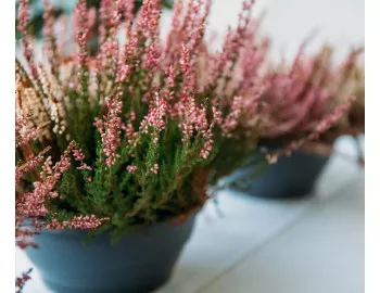 Calluna: o vedetă în grădinile de toamnă