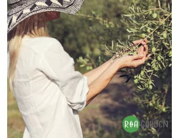 Cultivarea pomilor fructiferi exotici în clima din România