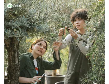 Cultivarea măslinului în România: Cum să aduci spiritul mediteranean la tine acasă