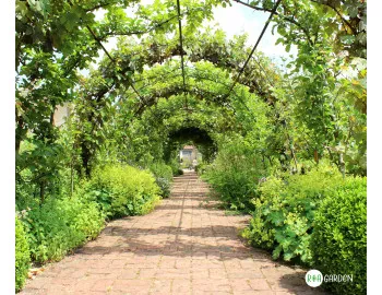 Cultivarea viței de vie în scop ornamental