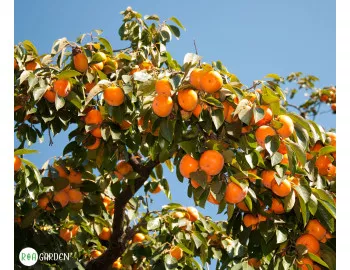 Kaki - cel mai vândut pom fructifer exotic! De ce este atât de apreciat?