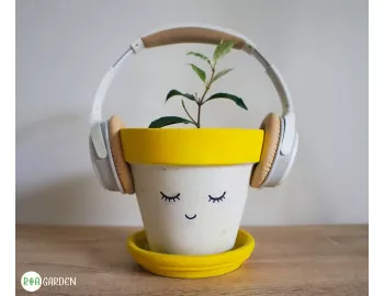 Mit sau adevăr? Muzica poate stimula creșterea și sănătatea plantelor