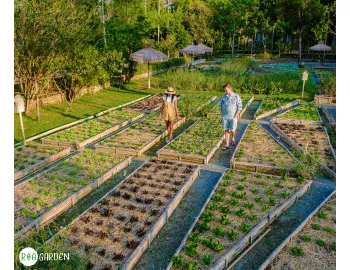 Grădină la înălțime: De ce să cultivi legume în paturi înălțate?