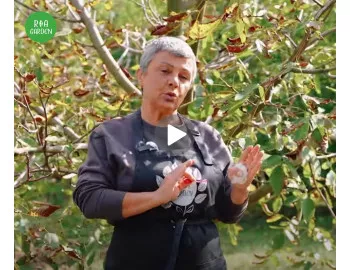 Află cum să maximizezi fructificarea în livada proprie