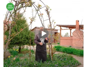 Artă peisagistică cu trandafiri urcători: Transformă-ți grădina într-un paradis floral