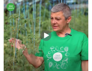 Copilirea tomatelor: Secretul recoltelor abundente și sănătoase de roșii