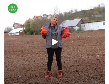 Cultivarea cartofului în sistem gospodăresc
