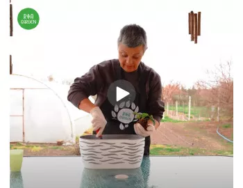 Cultivarea căpșunilor: Metode eficiente și sfaturi practice pentru o recoltă abundentă